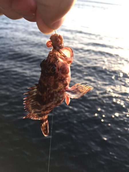 ガシラとベラがぽつぽつ釣れました＠小島漁協…